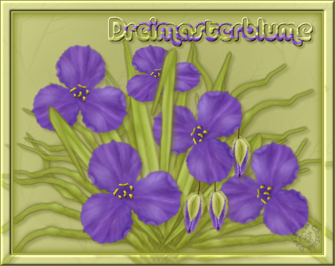 005Dreimasterblume_Chrima08